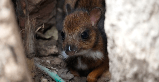 Nace ciervo ratón en Bioparc Fuengirola