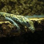 Las crías de dragón de Komodo nacidas en Bioparc Fuengirola salen a terrarios exteriores