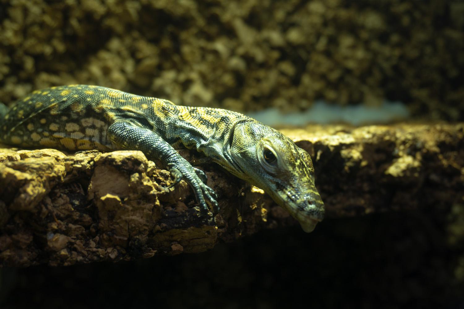 Las crías de dragón de Komodo nacidas en Bioparc Fuengirola salen a terrarios exteriores