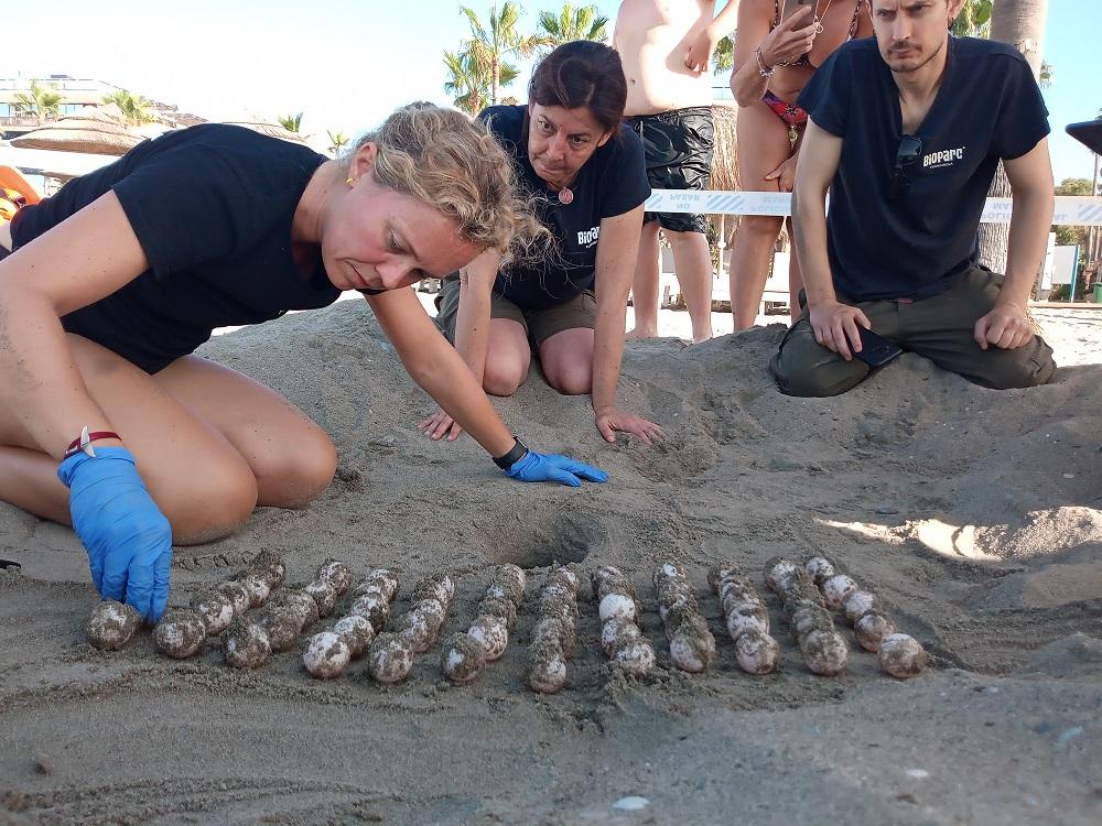 BIOPARC Fuengirola colabora incubando algunos de los huevos desovados el pasado sábado por una tortuga boba en Marbella