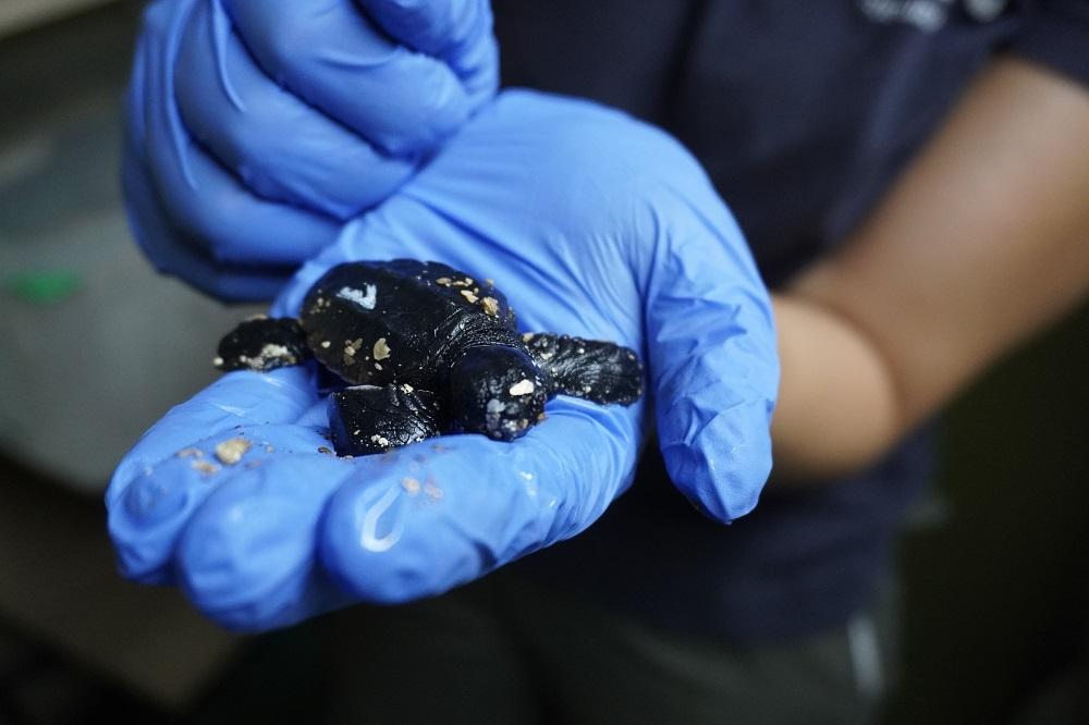 Eclosionan los huevos de tortuga boba incubados en BIOPARC Fuengirola y pertenecientes al nido localizado en Marbella