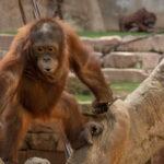 Bioparc Fuengirola apela a la protección del orangután, un primate que en 40 años ha visto reducida su población en más del 60 por ciento