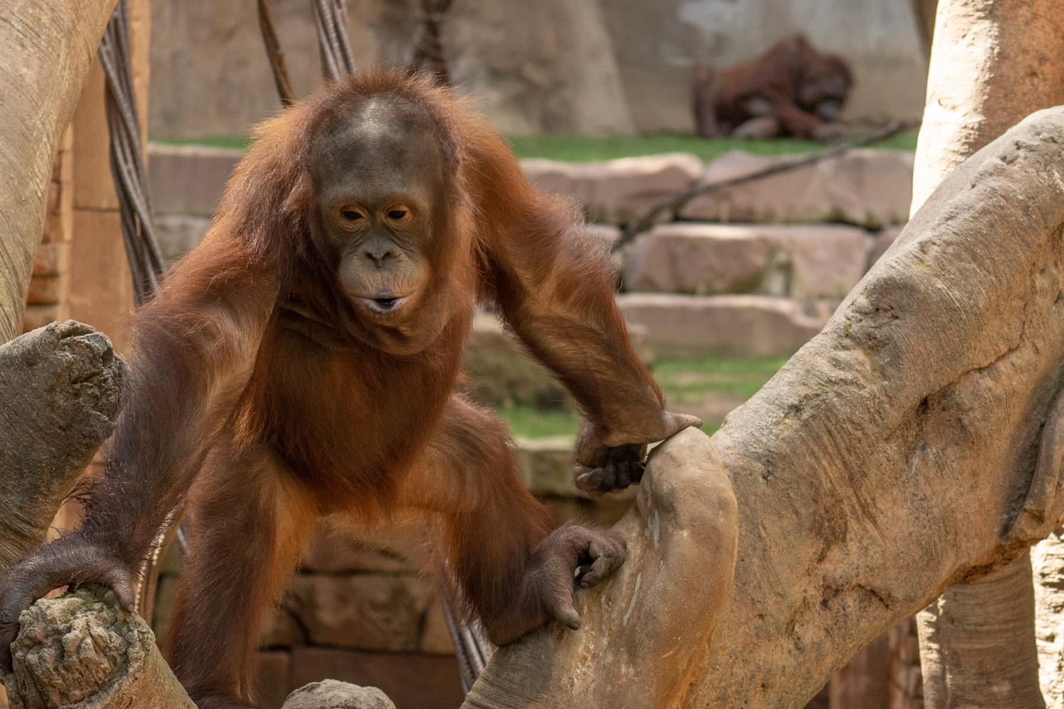 Bioparc Fuengirola apela a la protección del orangután, un primate que en 40 años ha visto reducida su población en más del 60 por ciento