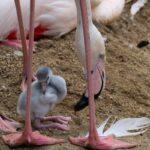 Nacen los primeros flamencos del año en Bioparc Fuengirola