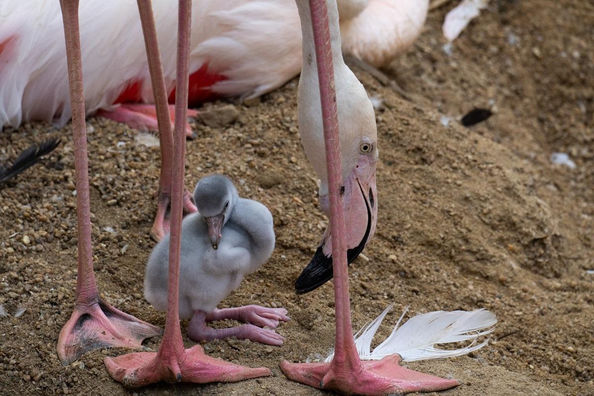 Nacen los primeros flamencos del año en Bioparc Fuengirola