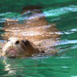 Una pareja de la especie de nutria más grande del mundo llega a Bioparc Fuengirola