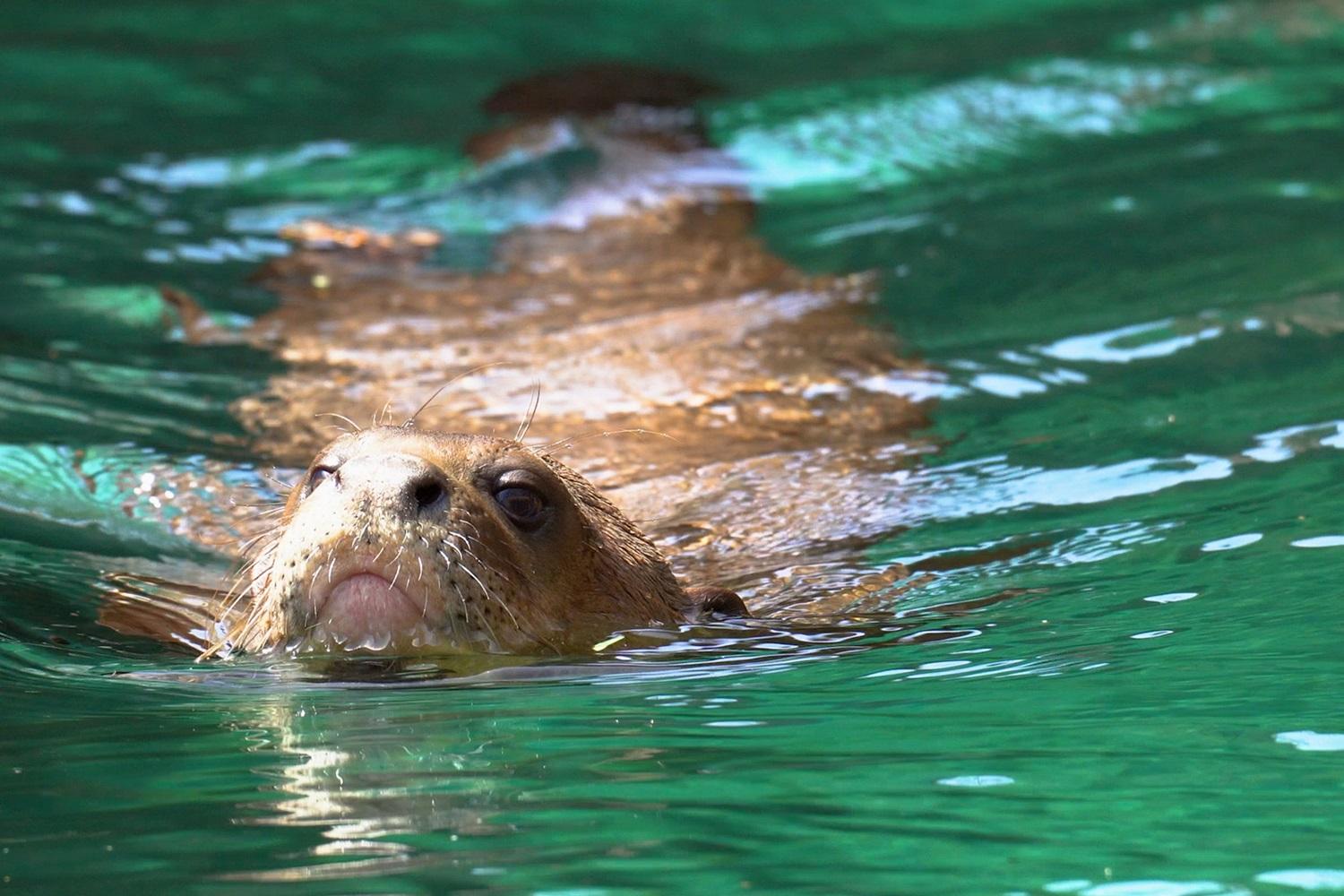 Una pareja de la especie de nutria más grande del mundo llega a Bioparc Fuengirola