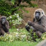 “Conocer para proteger” es el llamamiento de los BIOPARC para salvar de la extinción a los gorilas