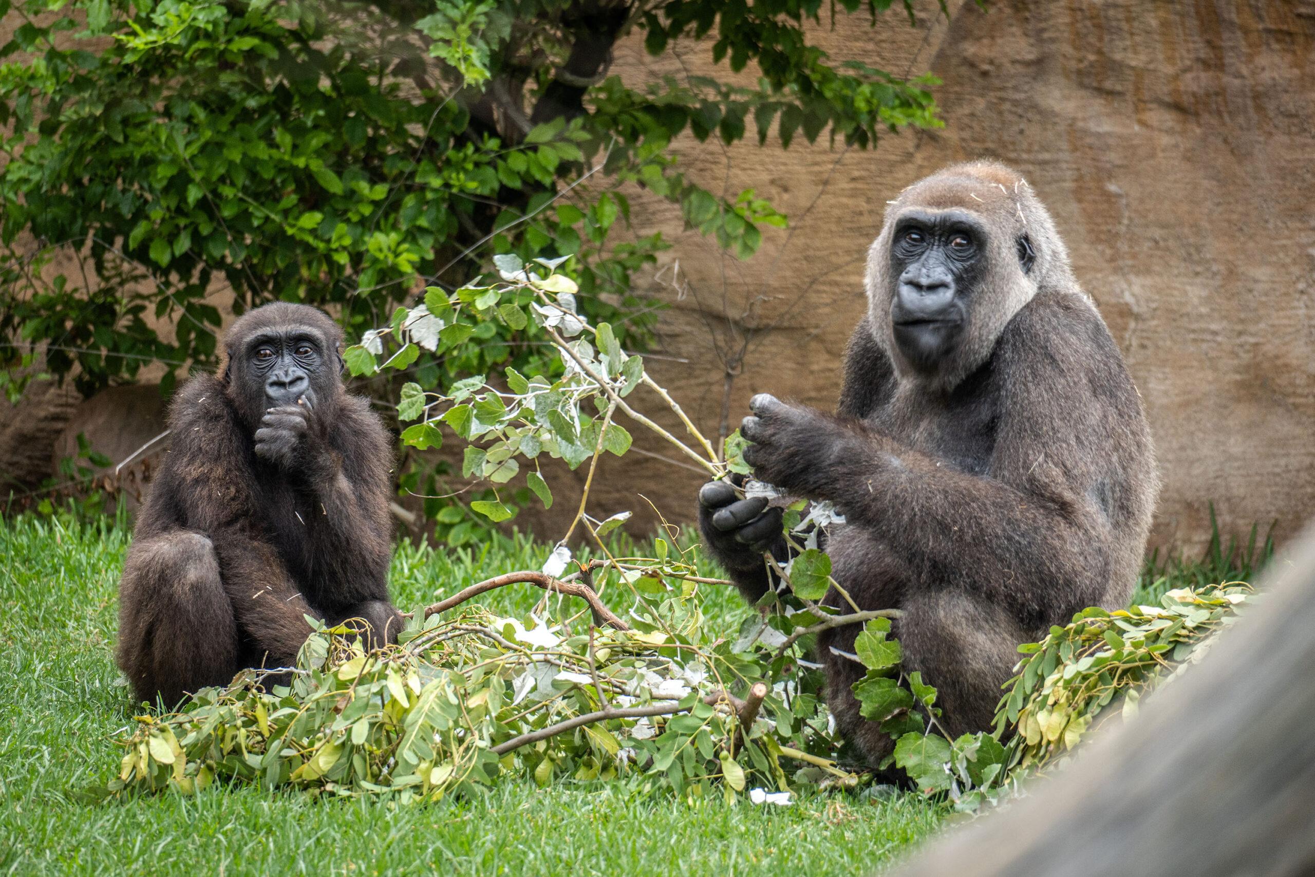 “Conocer para proteger” es el llamamiento de los BIOPARC para salvar de la extinción a los gorilas