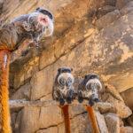 Bioparc Fuengirola protege al tití emperador, el bigote más famoso del reino animal