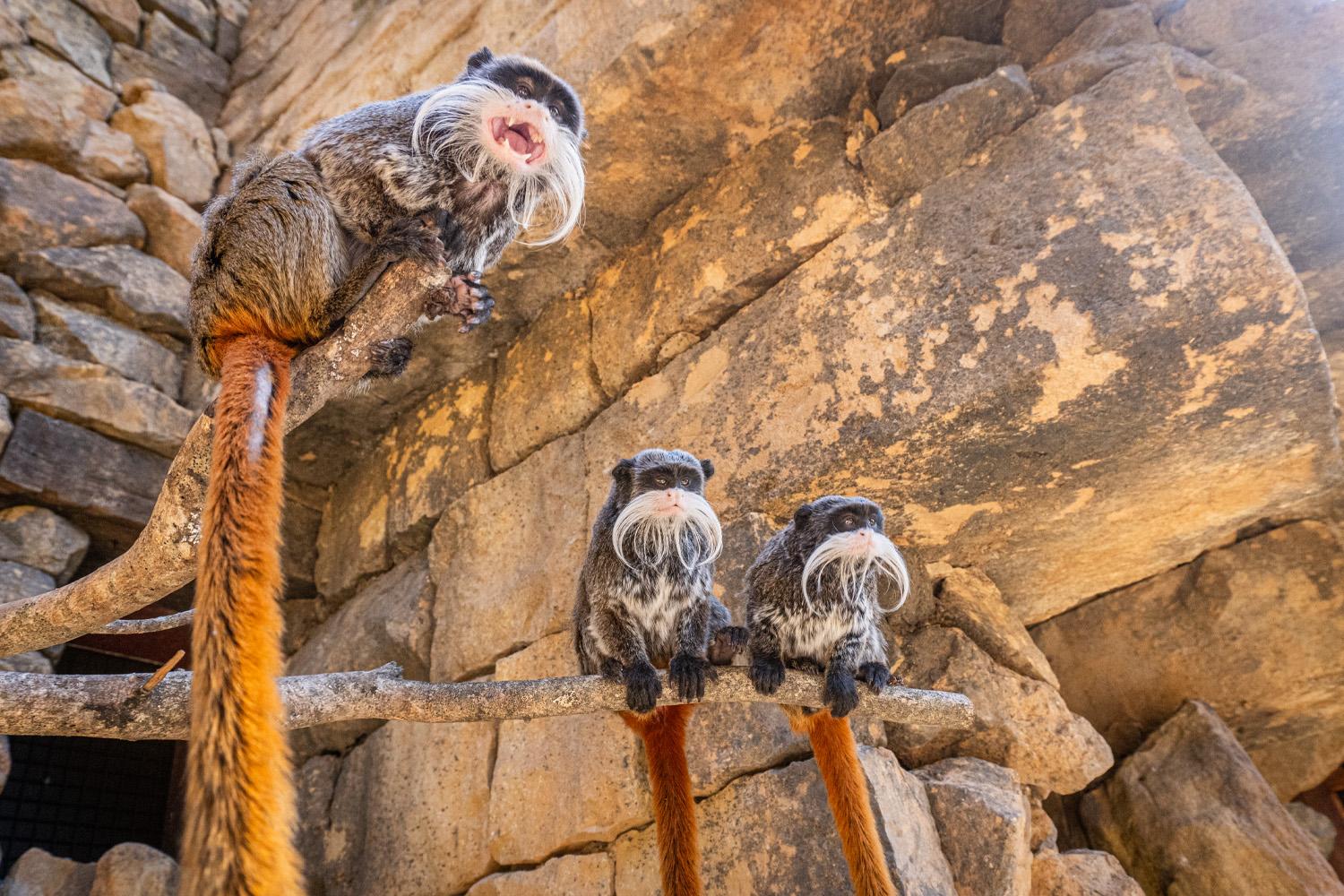 Bioparc Fuengirola protege al tití emperador, el bigote más famoso del reino animal