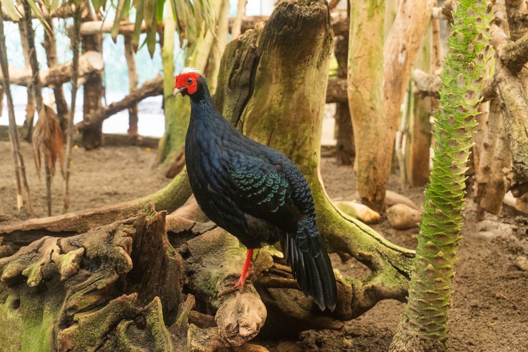 Una hembra de faisán de Edwards nacida en Bioparc Fuengirola formará parte del programa de reintroducción de esta especie en Vietnam