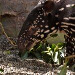 Tari: el nombre elegido por el público para la primera cría de tapir malayo nacida en Bioparc Fuengirola